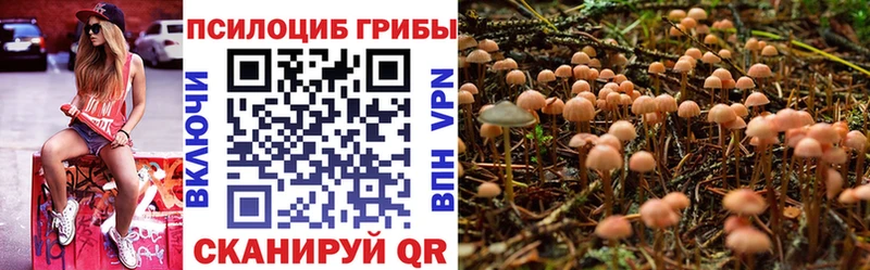 Галлюциногенные грибы Psilocybe  Купить закладки  Ивантеевка 
